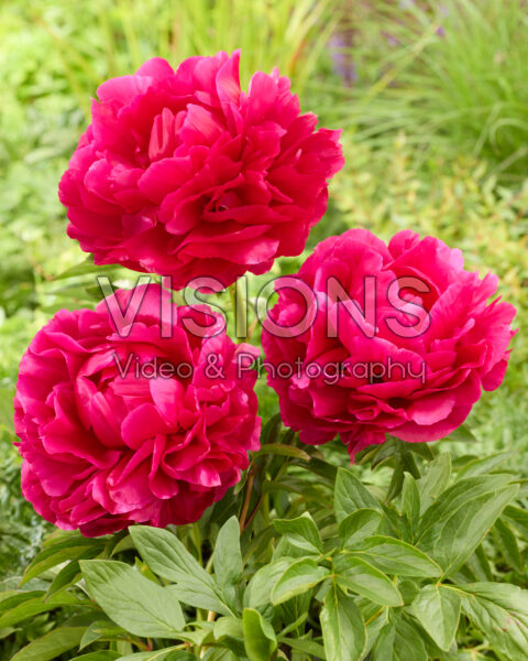 Paeonia King's Ransom