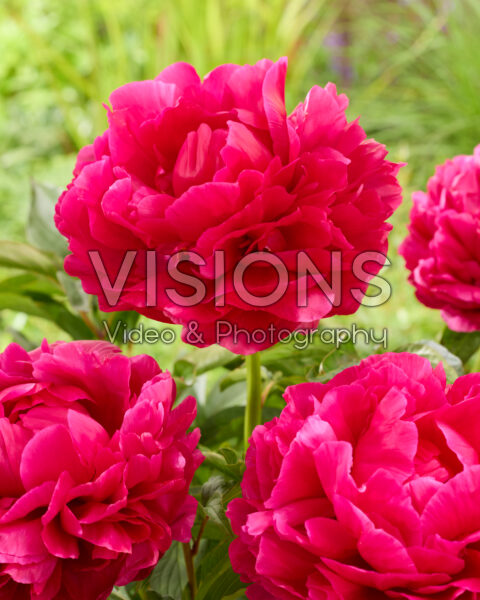 Paeonia King's Ransom
