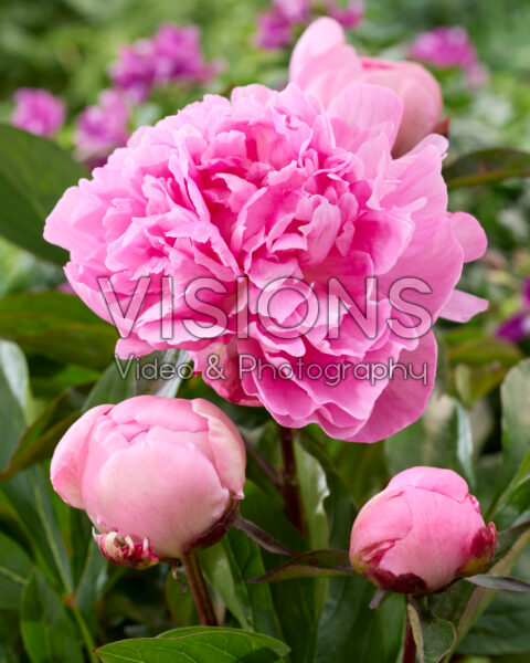 Paeonia Emma Klehm