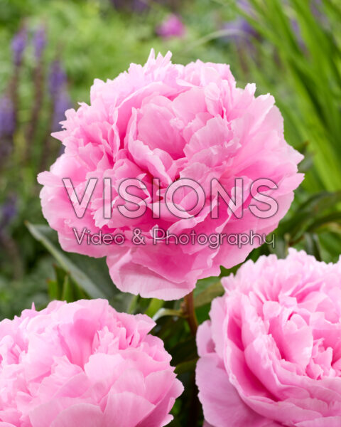 Paeonia Pink Embrace