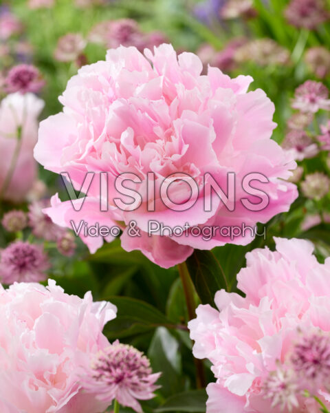 Paeonia Angelika