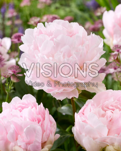 Paeonia James Pillow