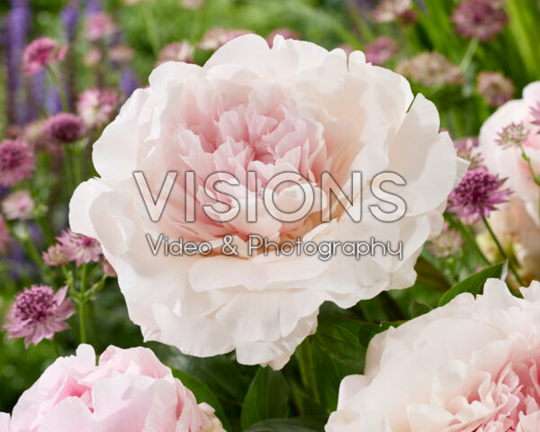 Paeonia Touch of Love Paeonia Touch of Love