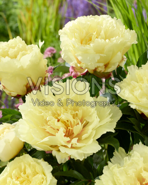 Paeonia Sonoma Yedo