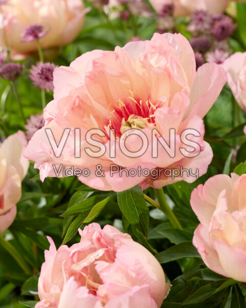 Paeonia Scrumdidlyumptious