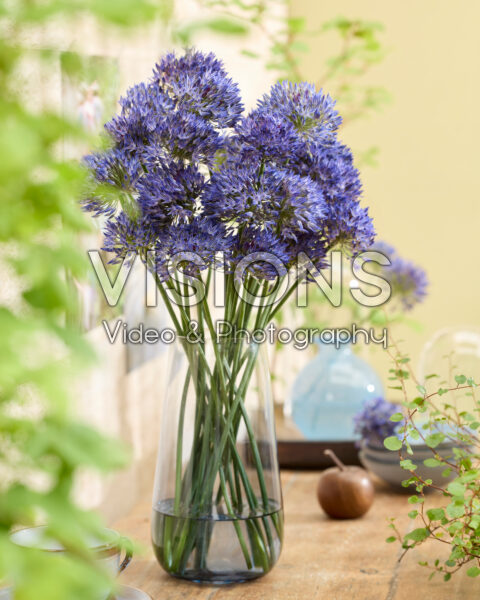 Allium litvinovii Blue Monday