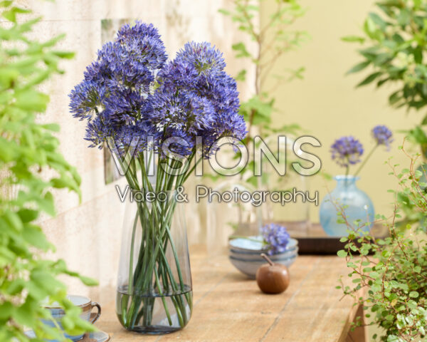 Allium litvinovii Blue Monday