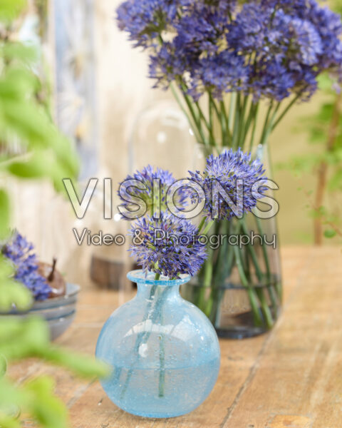 Allium litvinovii Blue Monday