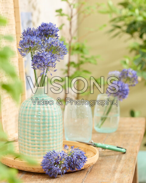 Allium litvinovii Blue Monday