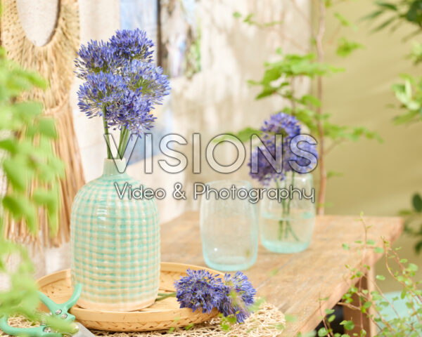 Allium litvinovii Blue Monday