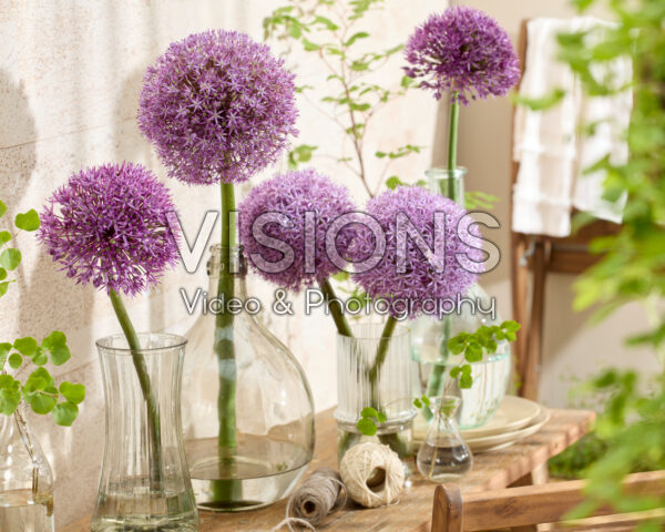 Allium flowers in vases