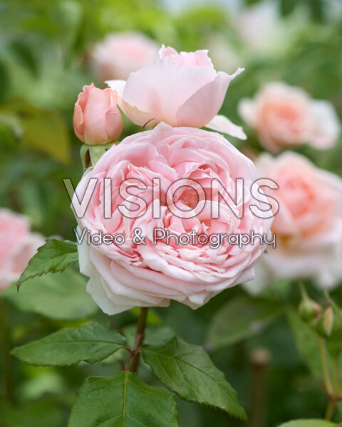 Rosa Princess Hitomi™
