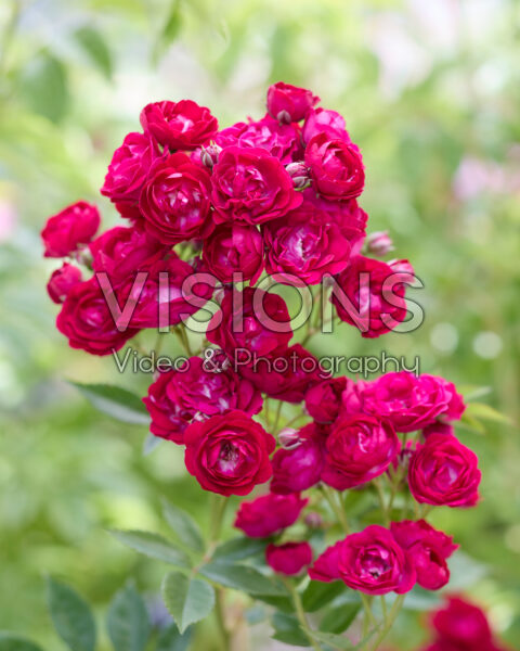 Rosa Perennial Domino®