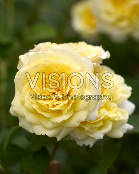 Rosa Princess Hoshi