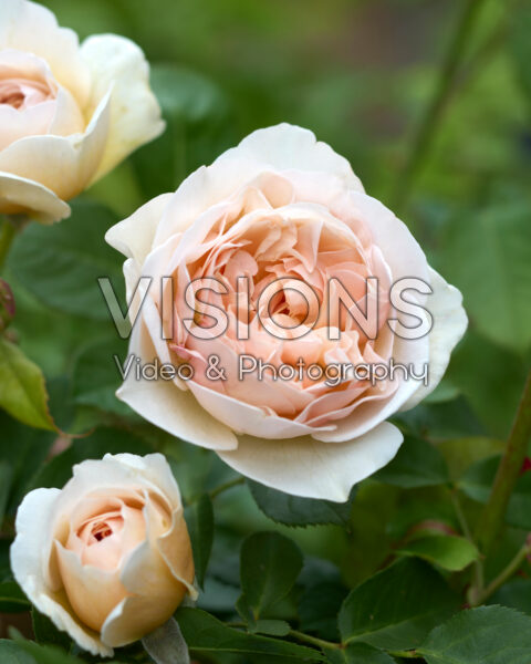 Rosa Dawn Blush