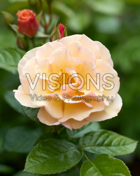 Rosa Scented Whisper® Rosa Scented Whisper®