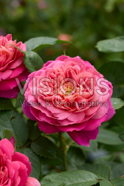 Rosa Emma Bridgewater®