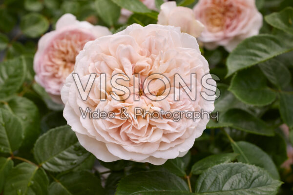Rosa Emily Brontë®