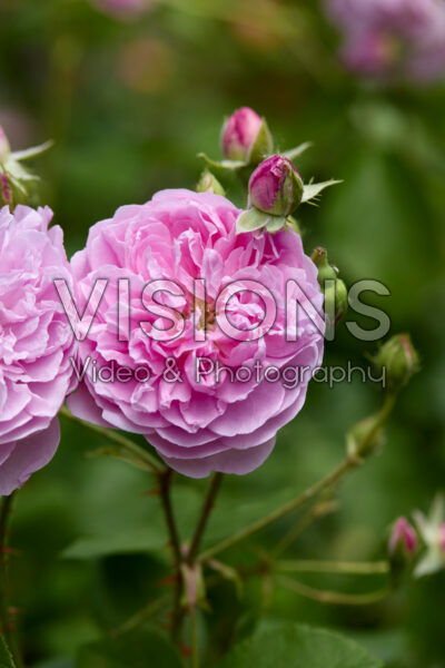Rosa Harlow Carr