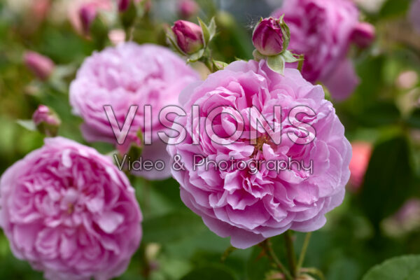 Rosa Harlow Carr