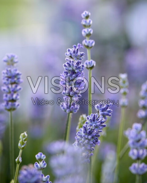 Lavandula angustifolia La Diva Sky Blue