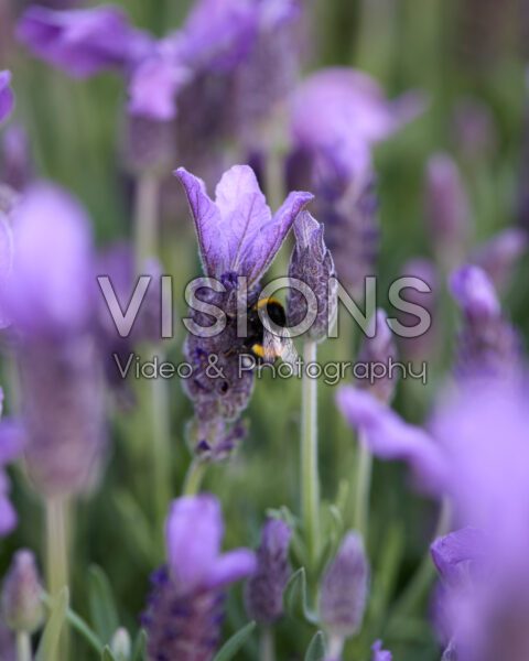 Lavandula stoechas La Diva Berry Beautiful Imp.