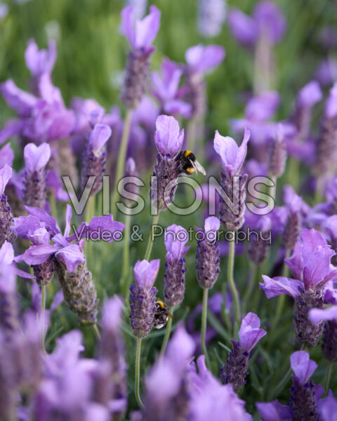 Lavandula stoechas La Diva Berry Beautiful Imp.