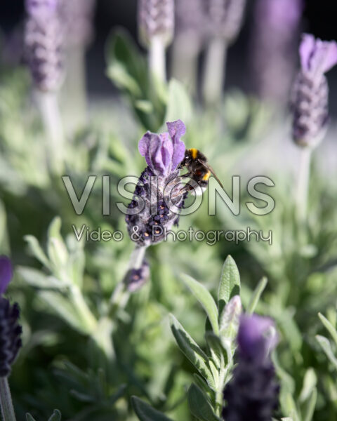 Lavandula stoechas La Diva Big Night