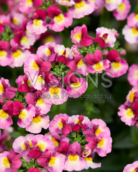 Nemesia Sweetie Raspberry