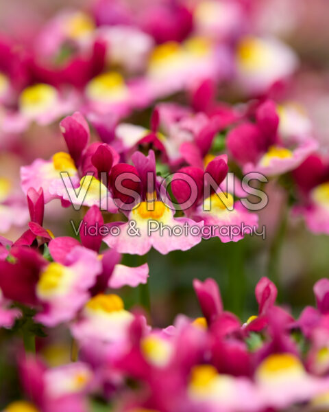 Nemesia Sweetie Raspberry Nemesia Sweetie Raspberry
