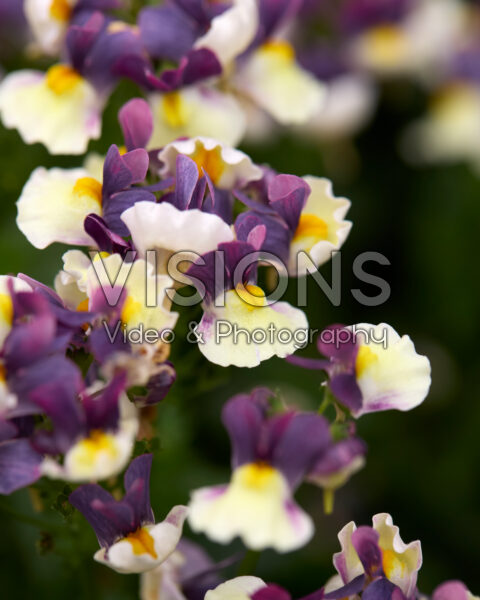 Nemesia Sweetie Blueberry