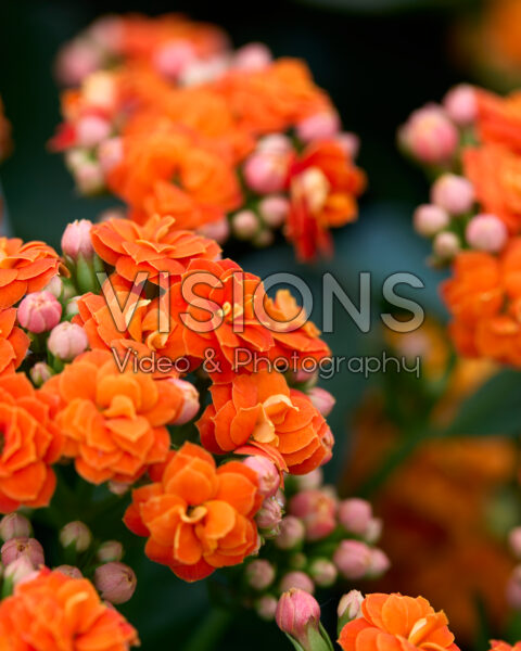Kalanchoe Calandiva® Luna