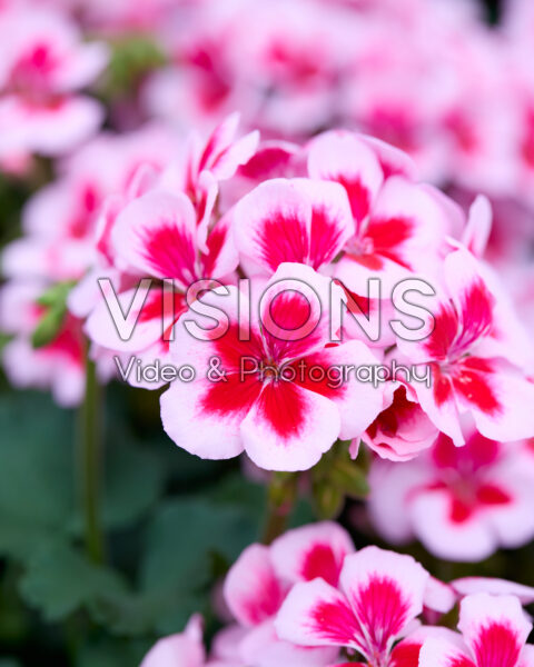 Pelargonium Sarita® Pink Splash