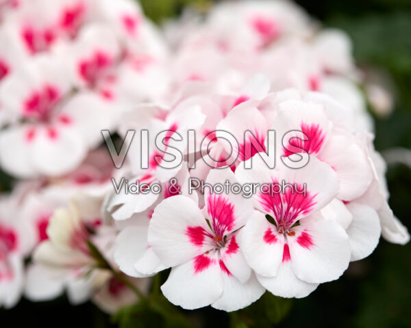 Pelargonium Sarita® White Splash