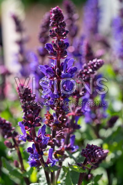 Salvia nemorosa Great Grape