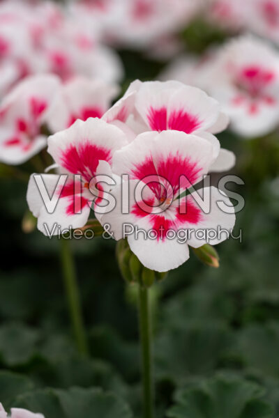 Pelargonium Sarita® White Splash