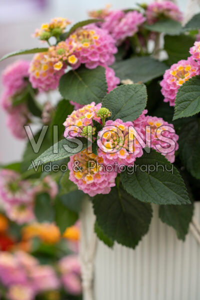 Lantana Havana Rose