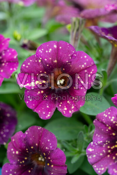Petunia Sweetunia® Sparkling