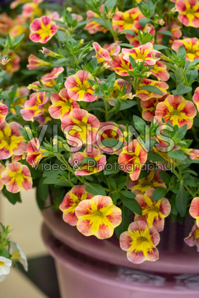 Calibrachoa Bloomtastic Orange Cart Wheel Calibrachoa Bloomtastic Orange Cart Wheel
