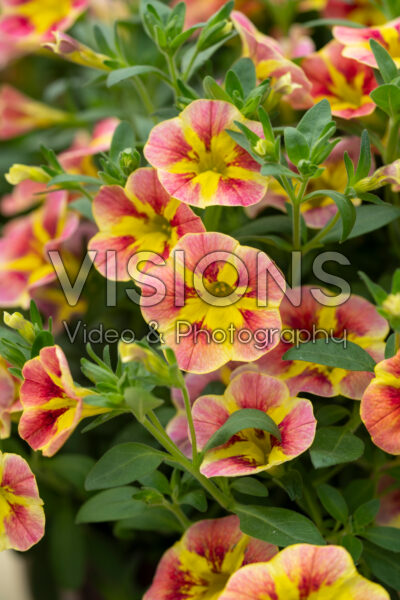 Calibrachoa Bloomtastic Orange Cart Wheel