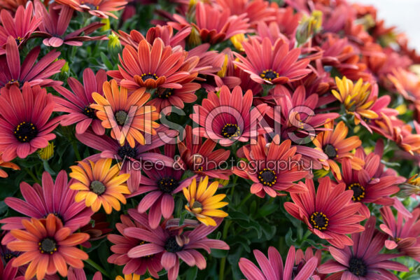 Osteospermum Margarita Early Red