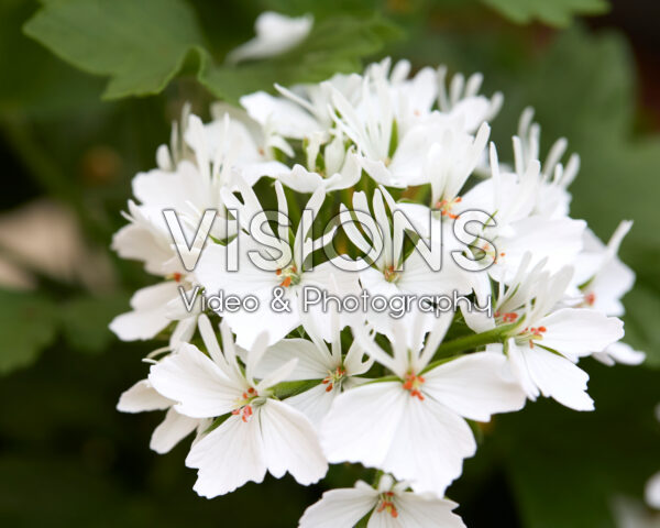Pelargonium Exotica Starry White