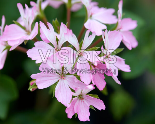 Pelargonium Exotica Starry Pink