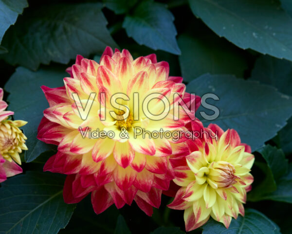 Dahlia Red Yellow bicolor