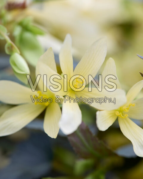 Begonia boliviensis Bossa Nova Night Fever Yellow Begonia boliviensis Bossa Nova Night Fever Yellow