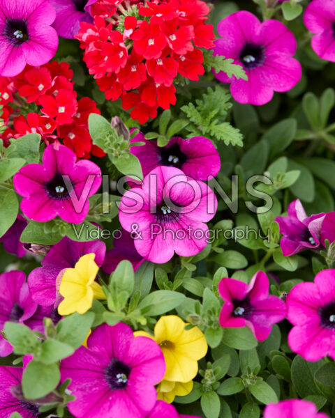 Mixed annuals
