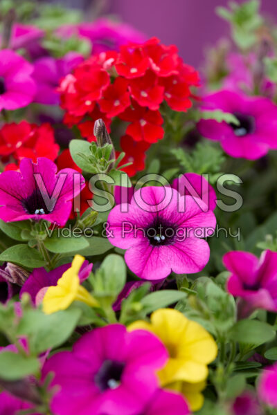 Mixed annuals
