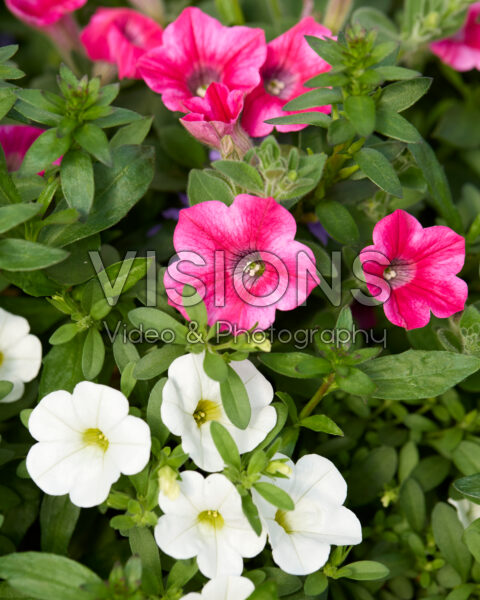 Mixed annuals Mixed annuals