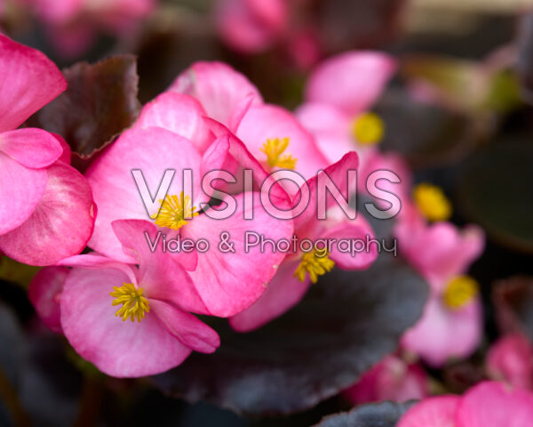 Begonia semperflorens Bada Boom Swift Rose Begonia semperflorens Bada Boom Swift Rose