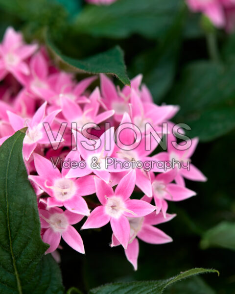 Pentas lanceolata Starcluster Pink